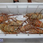 Lobster Tournament Makin Waves Goslings Bermuda, September 2 2018-3829