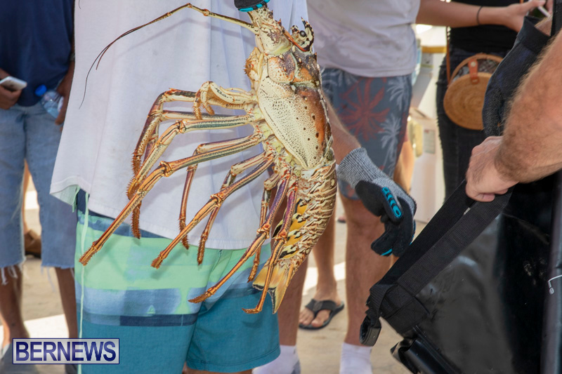 Lobster-Tournament-Makin-Waves-Goslings-Bermuda-September-2-2018-3835