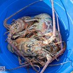Lobster Tournament Makin Waves Goslings Bermuda, September 2 2018-3848