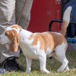Devil's Isle All Breed Club's Bermuda International Championship Dog Show, October 20 2018-8092