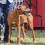 Devil's Isle All Breed Club's Bermuda International Championship Dog Show, October 20 2018-8100