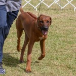 Devil's Isle All Breed Club's Bermuda International Championship Dog Show, October 20 2018-8107