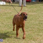 Devil's Isle All Breed Club's Bermuda International Championship Dog Show, October 20 2018-8117