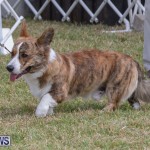 Devil's Isle All Breed Club's Bermuda International Championship Dog Show, October 20 2018-8217