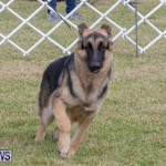 Devil's Isle All Breed Club's Bermuda International Championship Dog Show, October 20 2018-8238