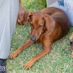 Devil's Isle All Breed Club's Bermuda International Championship Dog Show, October 20 2018-8351