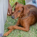 Devil's Isle All Breed Club's Bermuda International Championship Dog Show, October 20 2018-8354