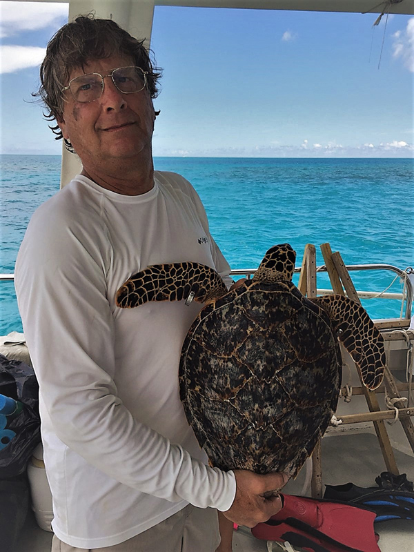 Green turtle Bermuda October 2018 (3)