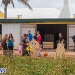 Wadsons Farms Pumpkin Picking Event Bermuda, October 20 2018 (21)