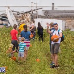 Wadsons Farms Pumpkin Picking Event Bermuda, October 20 2018 (22)