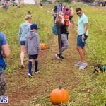 Wadsons Farms Pumpkin Picking Event Bermuda, October 20 2018 (26)