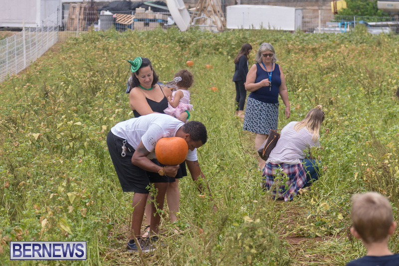 Wadsons-Farms-Pumpkin-Picking-Event-Bermuda-October-20-2018-5