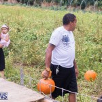 Wadsons Farms Pumpkin Picking Event Bermuda, October 20 2018 (7)