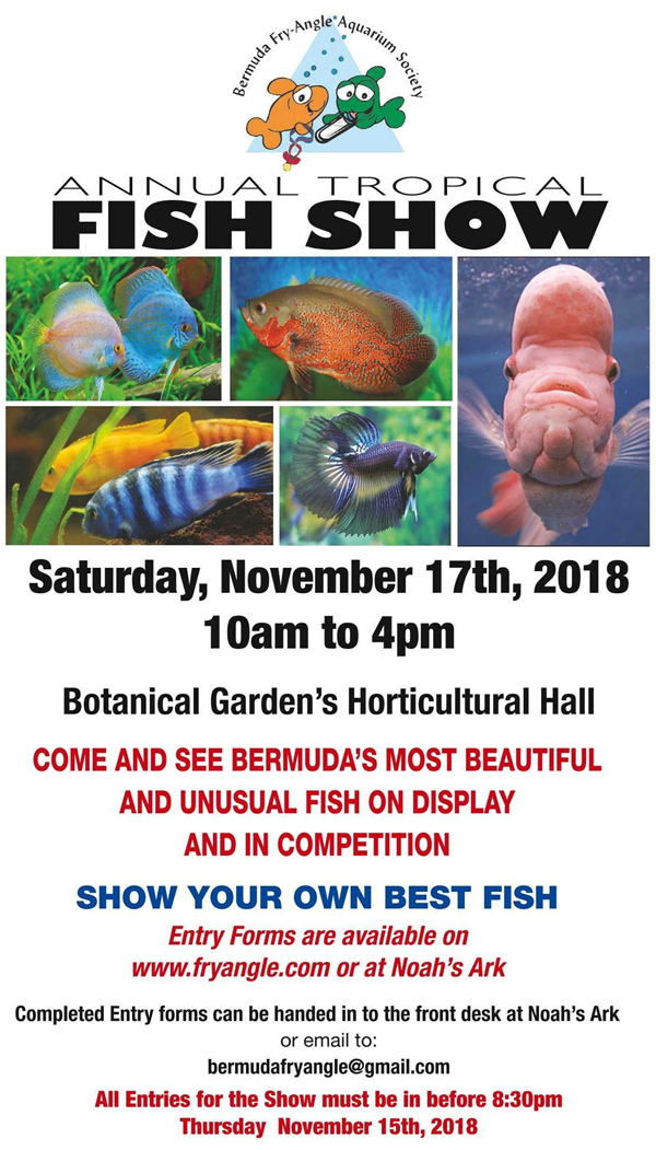 Annual Tropical Fish Show Set For Tomorrow - Bernews