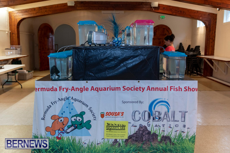 Fry-Angle-Aquarium-Fish-Show-Bermuda-November-17-2018-9201