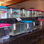 Fry-Angle Aquarium Fish Show Bermuda, November 17 2018-9203