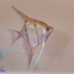 Fry-Angle Aquarium Fish Show Bermuda, November 17 2018-9216
