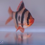 Fry-Angle Aquarium Fish Show Bermuda, November 17 2018-9269