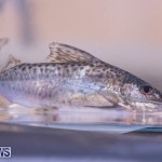 Fry-Angle Aquarium Fish Show Bermuda, November 17 2018-9291