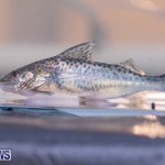 Fry-Angle Aquarium Fish Show Bermuda, November 17 2018-9295