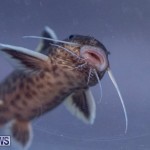 Fry-Angle Aquarium Fish Show Bermuda, November 17 2018-9309