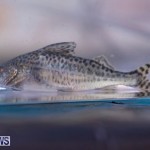 Fry-Angle Aquarium Fish Show Bermuda, November 17 2018-9315