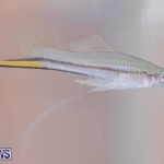 Fry-Angle Aquarium Fish Show Bermuda, November 17 2018-9320