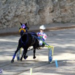 Harness Pony Bermuda Nov 14 2018 (16)
