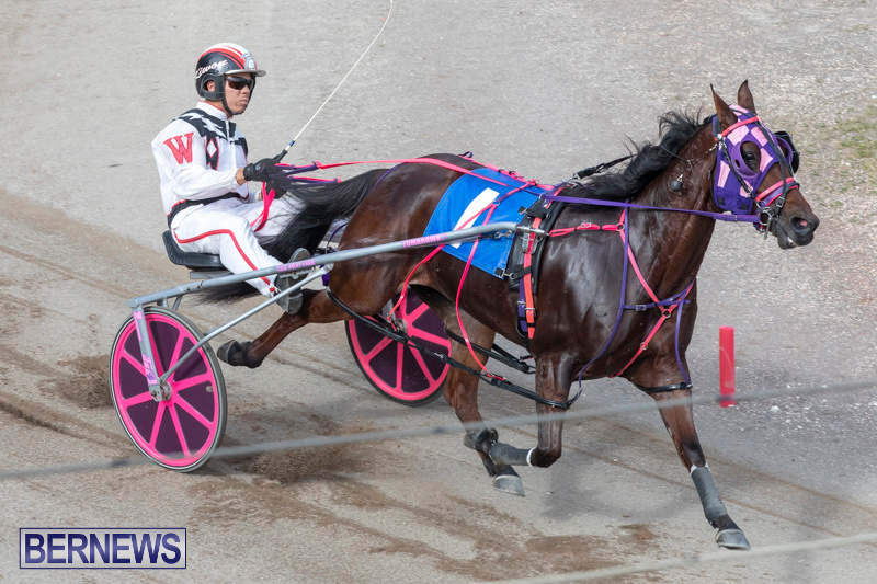 Harness-Pony-Racing-Bermuda-January-1-2019-6612