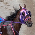 Harness Pony Racing Bermuda, January 1 2019-6625