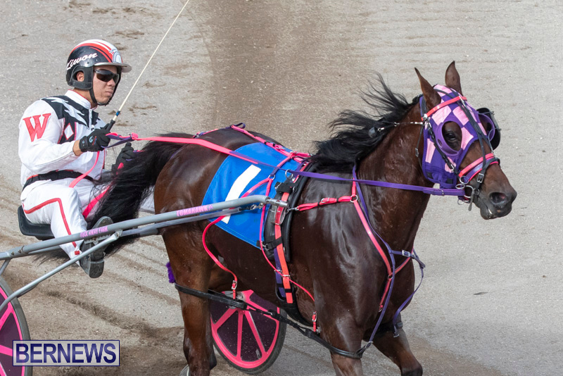 Harness-Pony-Racing-Bermuda-January-1-2019-6626