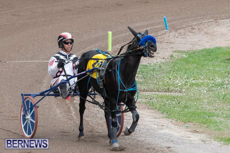 Harness-Pony-Racing-Bermuda-January-1-2019-6659
