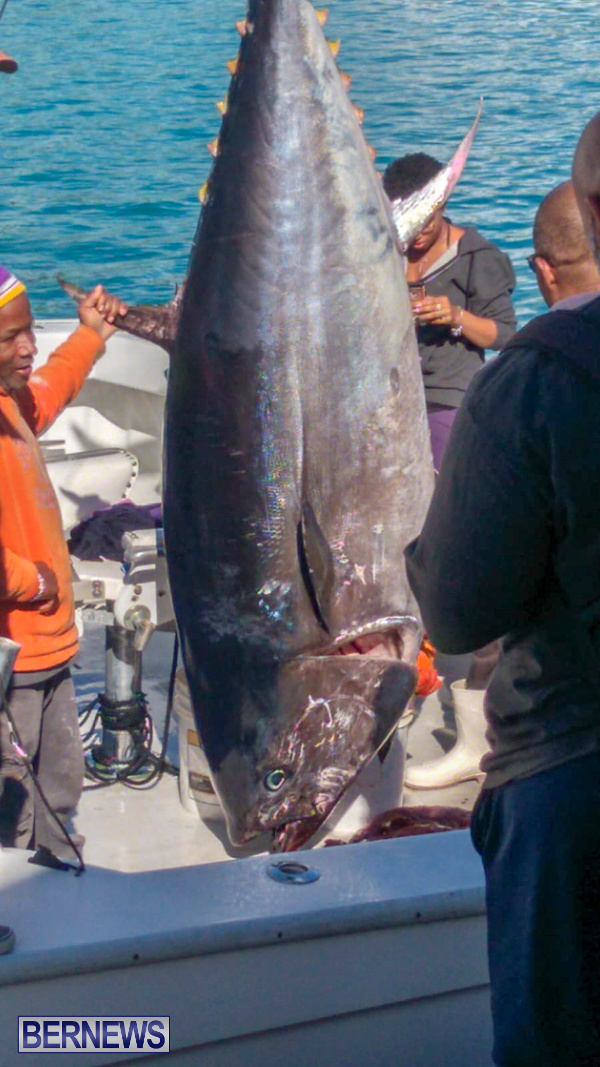 Paradise One Bluefin Tuna Bermuda, January 12 2019-10