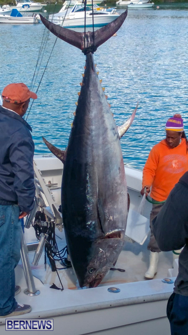 Paradise One Bluefin Tuna Bermuda, January 12 2019-2