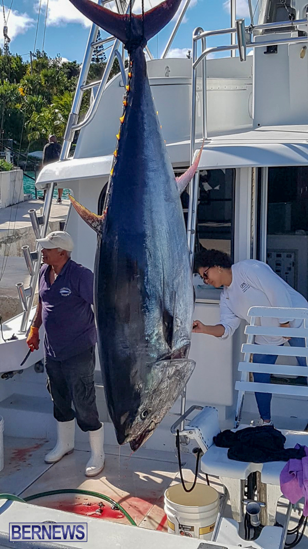 Paradise One Bluefin Tuna Bermuda, January 12 2019-50