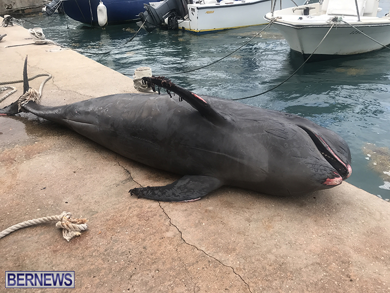 Whale Devonshire Dock Bermuda, January 23 2019 (5)