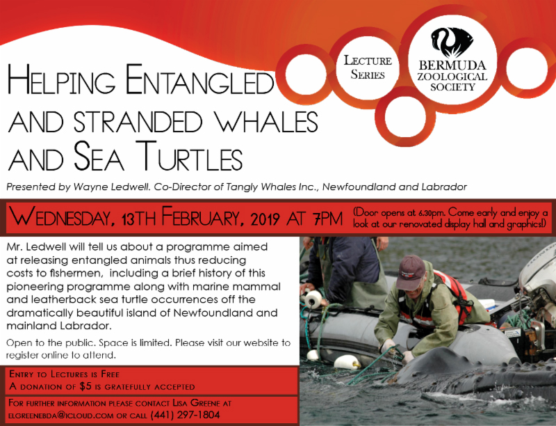 Helping Entangled and Stranded Whales & Sea Turtles Bermuda Feb 2019