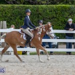BHPA Bermuda Horse Pony Association Spring Show, March 24 2019-6168