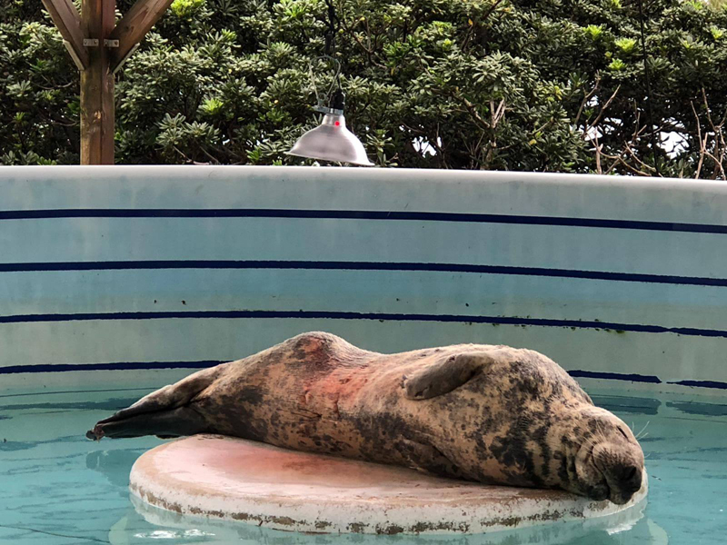 Grey Seal Bermuda March 19 2019 (7)