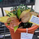 Ag Show Plants Bermuda, April 10 2019-9425