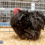 Ag Show Poultry Bermuda, April 10 2019-0018
