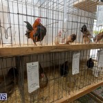 Ag Show Poultry Bermuda, April 10 2019-0027