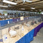 Ag Show Poultry Bermuda, April 10 2019-0028