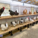 Ag Show Poultry Bermuda, April 10 2019-9903