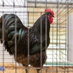 Ag Show Poultry Bermuda, April 10 2019-9904