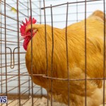 Ag Show Poultry Bermuda, April 10 2019-9906