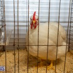 Ag Show Poultry Bermuda, April 10 2019-9908