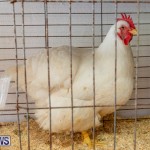 Ag Show Poultry Bermuda, April 10 2019-9910