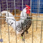 Ag Show Poultry Bermuda, April 10 2019-9911