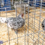 Ag Show Poultry Bermuda, April 10 2019-9912